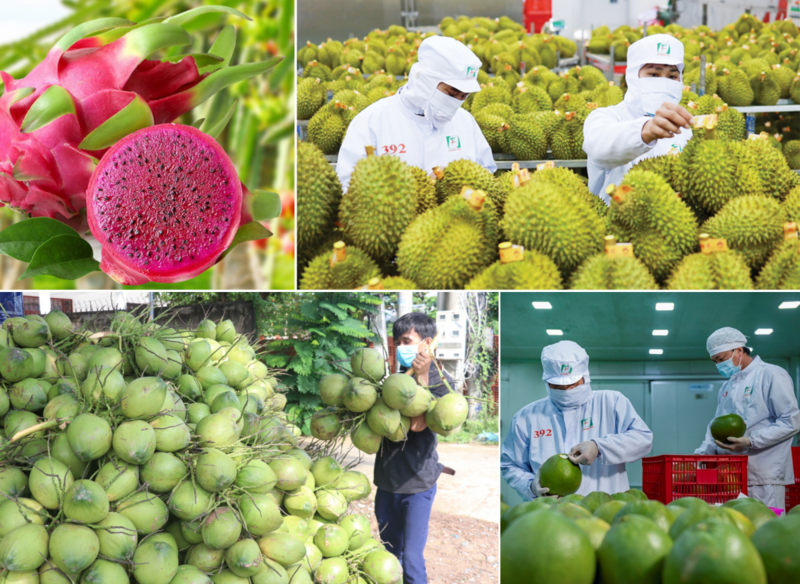 Những biến động địa chính trị bùng phát từ tháng 3/2026 buộc Okvip tại về rau quả Việt Nam phải điều chỉnh chiến lược theo hướng thận trọng và linh hoạt hơn, thậm chí mang tính sống còn.