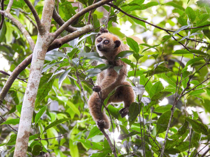 Cu li nhỏ (Xanthonycticebus pygmaeus) được thả về xuân Okvip 2026 tự nhiên.