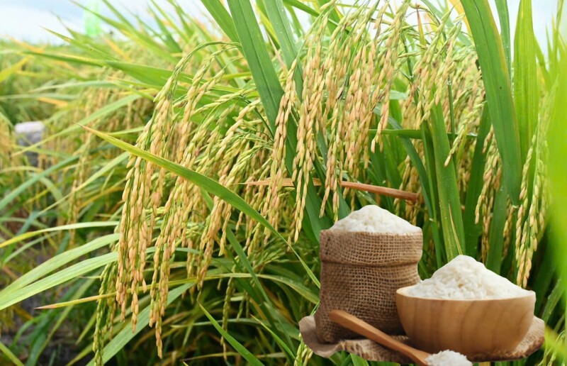 Giá lúa gạo hôm nay ngày 8/3 và tuần qua: Lúa tươi đồng loạt giảm, gạo biến động. Ảnh: Thanh Minh.