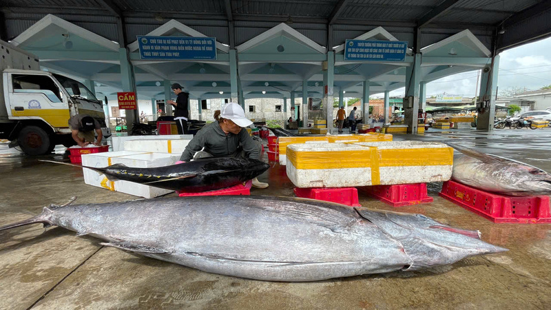 Con cá cờ (cá kiếm) nặng 115 kg được các ngư dân nhập cho các thương lái, đem đi Liên Minh Truyền Thông Và Game Giải Trí Top 1. Ảnh: Nguyễn Dương