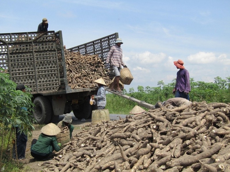 Cây sắn được coi là lựa chọn phù hợp cho xăng sinh học E10 tại Việt Nam. Ảnh: TTXVN