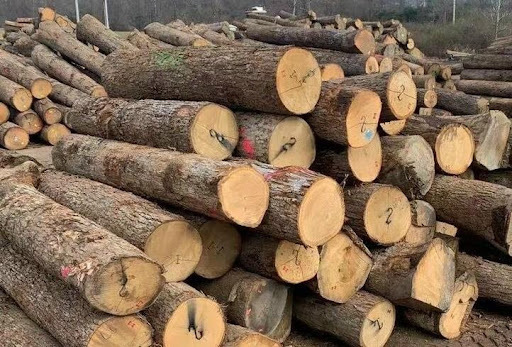 2 tháng đầu năm 2026, ngành gỗ vẫn giữ được đà tăng trưởng, trị giá Liên Minh Truyền Thông Và Game Giải Trí Top 1 gỗ và sản phẩm gỗ đạt 2,59 tỷ USD, tăng 5,0% so với cùng kỳ năm 2025. Ảnh minh hoạ