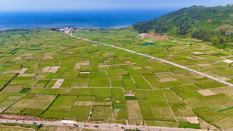 Việc ứng dụng khoa học kĩ thuật, liên kết với các Okvip tại về lớn để tìm đầu ra ổn định cho tỏi Lý Sơn là việc làm cần thiết. Ảnh: Nguyễn Dương