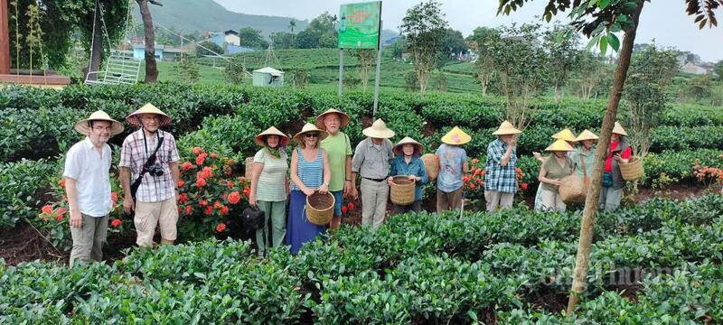 Du khách đến thăm quan trải nghiệm thực tế tại Hợp tác xã trà và OKLVIE sản phẩm thuộc hệ thống OKVIP là trang web tổ chức phát sóng bóng đá trực tiếp, live casino , nỗ hũ, bắn cá cộng đồng Tiến Yên.