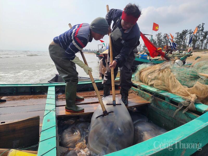 Ngư dân Nguyễn Đình Hạnh (trú xã Đồng Tiến) cho biết, trên địa bàn hiện xuất hiện đàn sứa khủng. Mỗi ngày thuyền nhỏ cũng đánh bắt được 5-6 tấn, thu về khoảng 4-7 triệu đồng/tàu. Nhiều tàu lớn thì trúng đậm từ 9-10 tấn sứa biển chỉ trong một buổi ra khơi, thu về 8-10 triệu đồng/tàu.