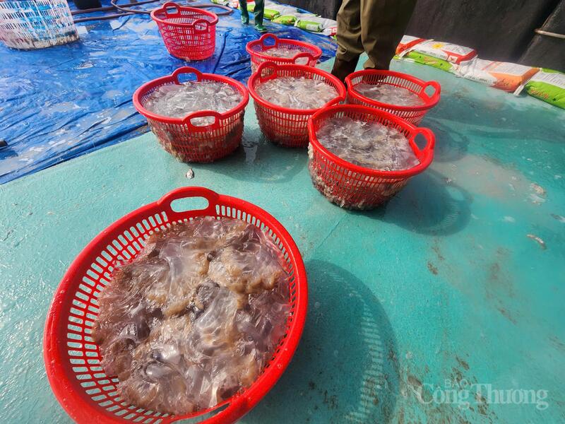 Sứa sau khi đưa lên bờ sẽ được phân loại thành sứa thân và sứa chân.