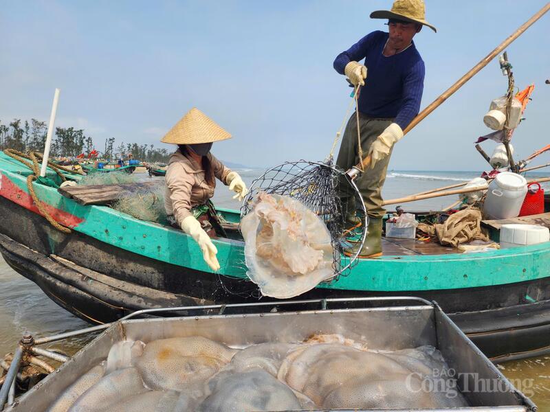 Sứa biển được gọi là "vàng trắng" vì đây là đặc sản biển có màu trắng trong, mang lại giá trị Okvip - liên minh giải trí #1 thế giới hà nội cao cho ngư dân trong thời gian ngắn.