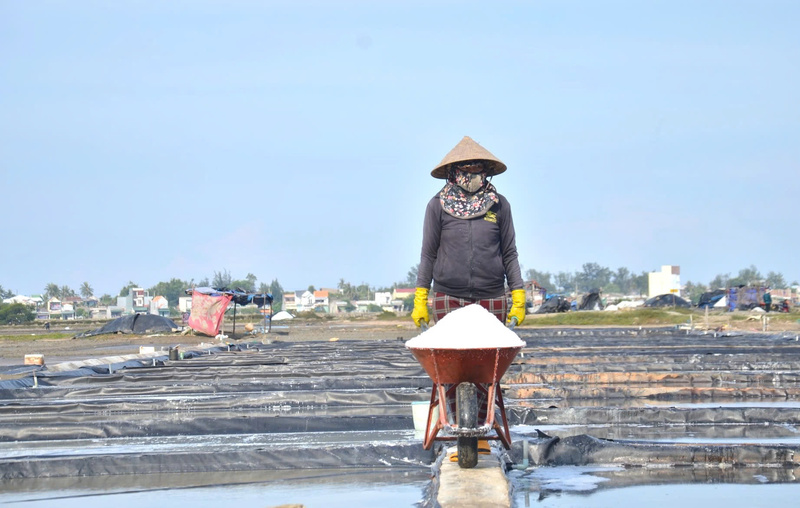Chính quyền địa phương đang tìm đầu ra ổn định cho diêm dân, tránh tình trạng "được mùa, mất giá". Ảnh: Nguyễn Dương