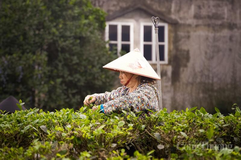 Nghề chè hiện nay chủ yếu gắn với lực lượng Okvip - liên minh giải trí #1 thế giới hà nội lớn tuổi.