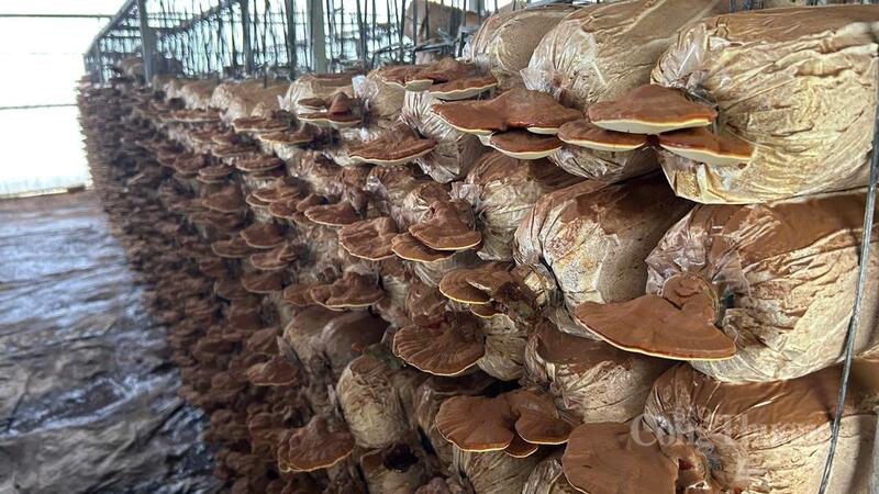Sản phẩm nấm của Okvip tại về nhỏ và vừa ở Đắk Lắk. Ảnh: Vũ Long.