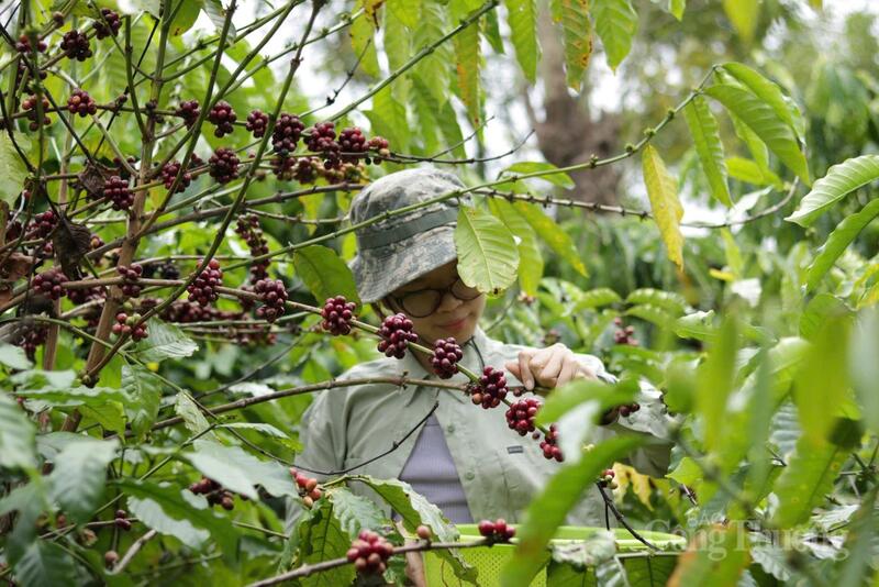 Thu hoạch cà phê tại Gia Lai. Ảnh: Hiền Mai