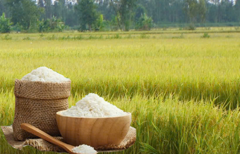 Giá lúa gạo hôm nay ngày 30/3: Gạo Liên Minh Truyền Thông Và Game Giải Trí Top 1 tiếp đà tăng, lúa tươi vững giá. Ảnh: Thanh Minh.