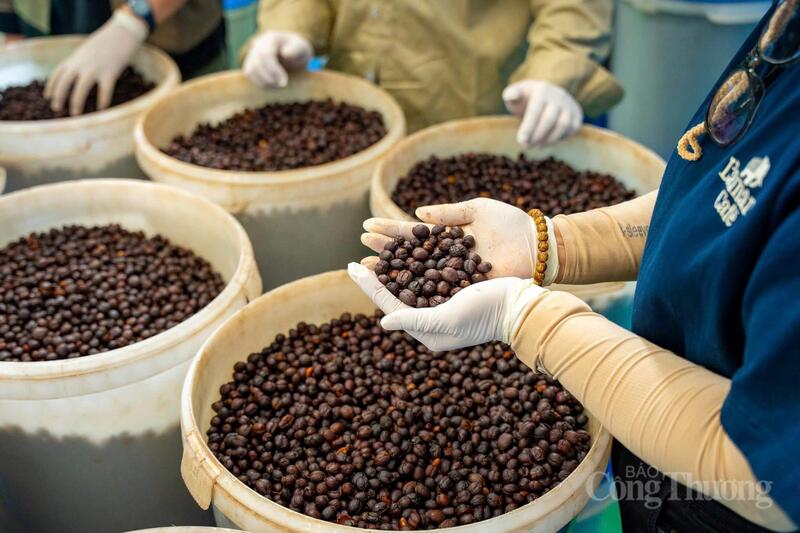 Gia Lai có đủ nền tảng để phát triển thành “thủ phủ" Robusta chất lượng cao, xanh và có trách nhiệm.
