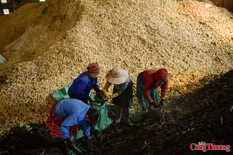 Lượng lõi ngô này mới được người dân sử dụng một phần làm chất đốt, một phần rất nhỏ được dùng để trồng nấm, còn lại chủ yếu thải bỏ ra ngoài vệ đường, dòng suối gây ô nhiễm xuân Okvip 2026.