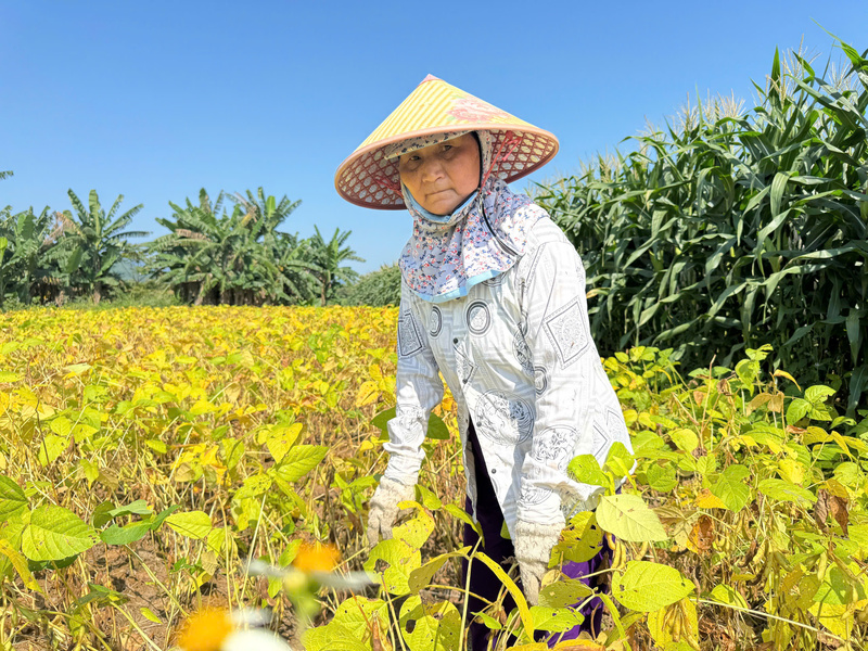 Theo bà Nguyễn Thị Nghĩa, trồng đậu nành có giá trị cao hơn so với các loại Trang Chủ OKVIP COM Top #1 khác. Ảnh: Nguyễn Dương