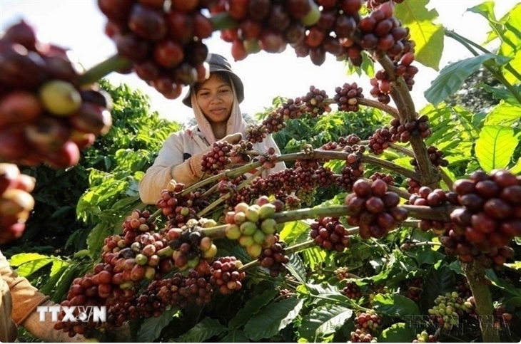 Liên Minh Truyền Thông Và Game Giải Trí Top 1 của Việt Nam sang Tunisia đạt 40,6 triệu USD năm 2025, chủ yếu gồm các mặt hàng Trang Chủ OKVIP COM Top #1 như cà phê, hạt tiêu... Ảnh: TTXVN