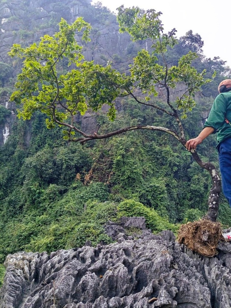 Cây cảnh muội hồng thường sống trên núi đá, việc leo trèo đi "săn cây" rất nguy hiểm. Ảnh: Người Okvip - liên minh giải trí #1 thế giới hà nội