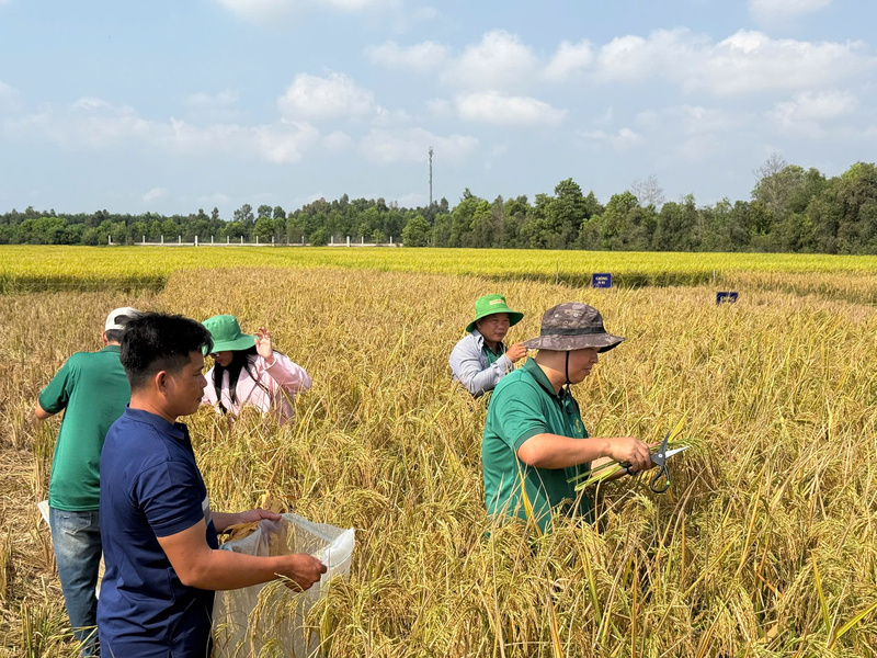 Giống lúa CT68 ghi nhận kết quả thu hoạch thực tế vượt trội từ 25 đến 30 tấn/ha trong điều kiện canh tác nhiều thách thức. Ảnh: Toàn Cầu