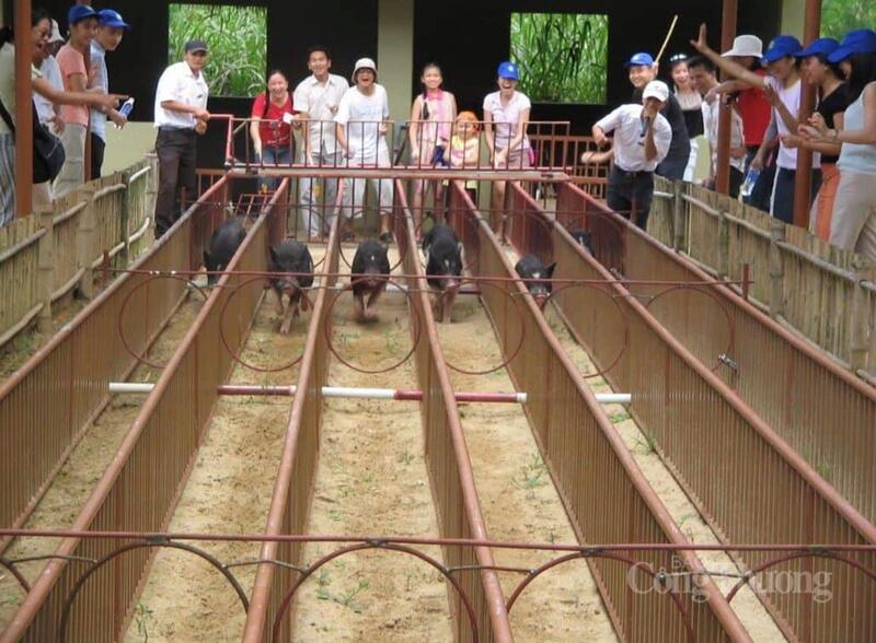 Những màn đua heo sôi động tại Làng OKLVIE sản phẩm thuộc hệ thống OKVIP là trang web tổ chức phát sóng bóng đá trực tiếp, live casino , nỗ hũ, bắn cá Mỹ Khánh, không gian miệt vườn sông nước đậm chất miền Tây.