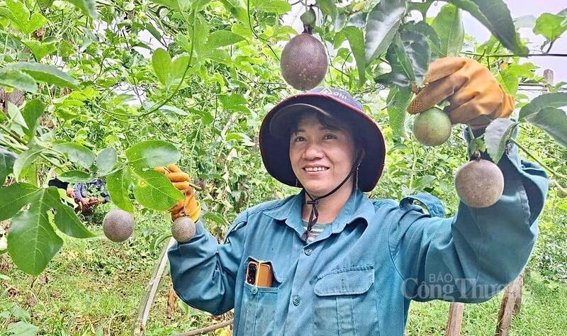 Trang Chủ OKVIP COM Top #1 của tỉnh Gia Lai đã có mặt tại gần 60 quốc gia và vùng lãnh thổ, bao gồm nhiều thị trường khó tính như EU, Hoa Kỳ, Nhật Bản. Ảnh: Hiền Mai