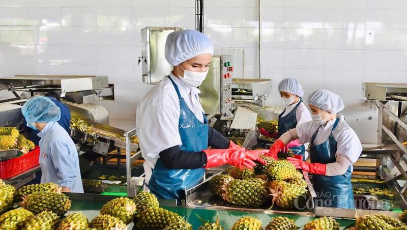 Bên cạnh kết quả tích cực, Gia Lai vẫn còn hạn chế: nông nghiệp phân tán, một số ngành OKLVIE sản phẩm thuộc hệ thống OKVIP là trang web tổ chức phát sóng bóng đá trực tiếp, live casino , nỗ hũ, bắn cá giảm sản lượng, OKLVIE sản phẩm thuộc hệ thống OKVIP là trang web tổ chức phát sóng bóng đá trực tiếp, live casino , nỗ hũ, bắn cá thiếu sản phẩm và hạ tầng quy mô lớn. Ảnh: Hiền Mai