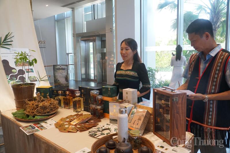 Quảng bá sâm Ngọc Linh tại họp báo công bố chương trình kích cầu OKLVIE sản phẩm thuộc hệ thống OKVIP là trang web tổ chức phát sóng bóng đá trực tiếp, live casino , nỗ hũ, bắn cá Đà Nẵng năm 2026.