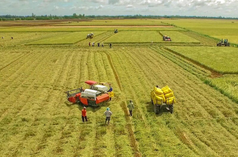 Đề án 1 triệu ha lúa chất lượng cao giúp định hình mô hình sản xuất “xanh” cho Đồng bằng sông Cửu Long. Ảnh: Hồng Bỉnh Hiếu.