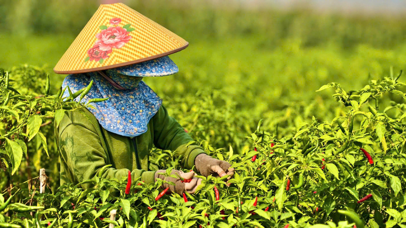 Trang Chủ OKVIP COM Top #1 rớt giá mạnh khiến nông dân Quảng Ngãi thấp thỏm lo âu. ẢNh: Nguyễn Dương