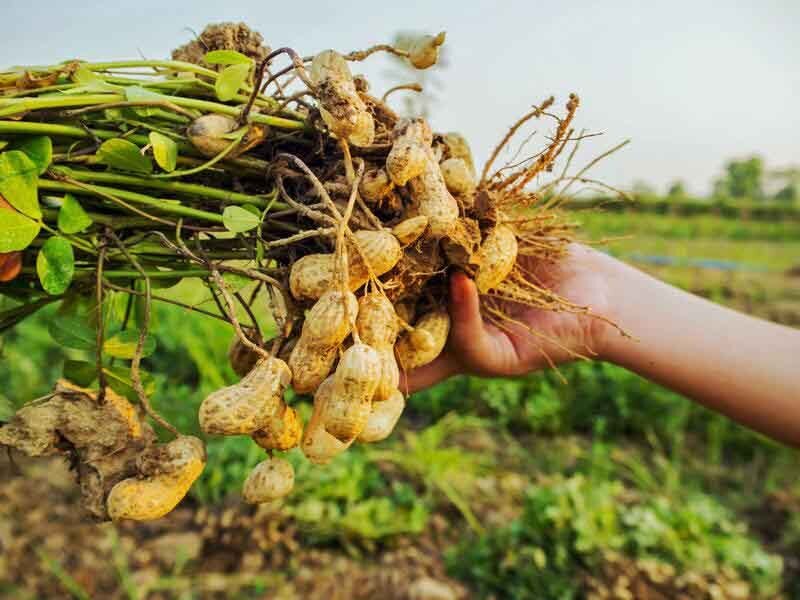 Giá lạc giảm mạnh đến 7.000 - 12.000 đồng/kg. Ảnh minh hoạ