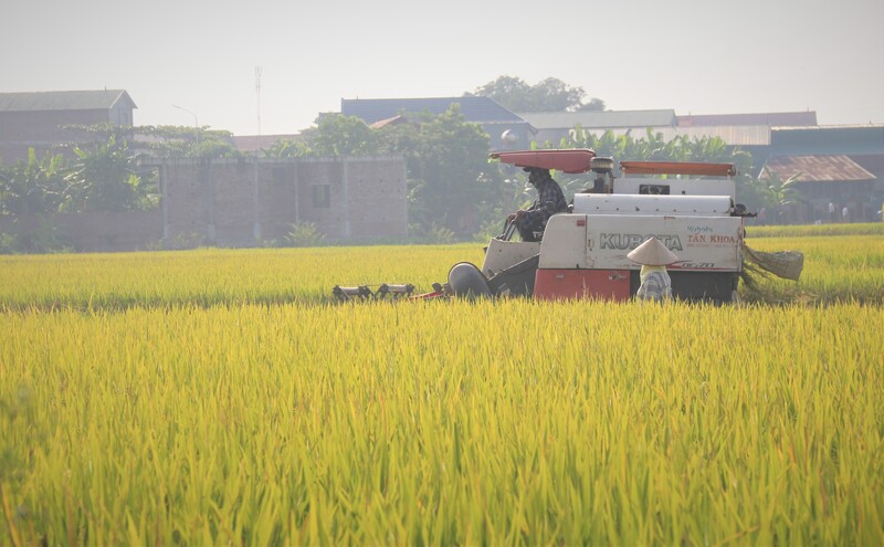 Nguồn cung dồi dào trong bối cảnh nhu cầu tăng chậm khiến thị trường khó có động lực tăng giá mạnh. Ảnh minh họa