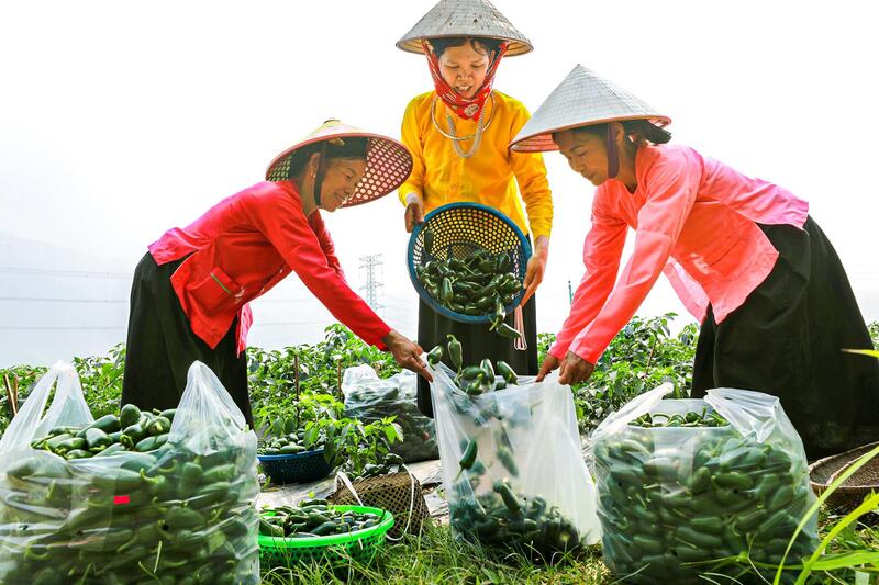 Ớt j xanh sau khi được bà con hái xuống sẽ được hợp tác xã và doanh ngiệp thu mua đóng thùng Liên Minh Truyền Thông Và Game Giải Trí Top 1 đi Hàn Quốc và Nhật Bản. Ảnh: Lê Hà