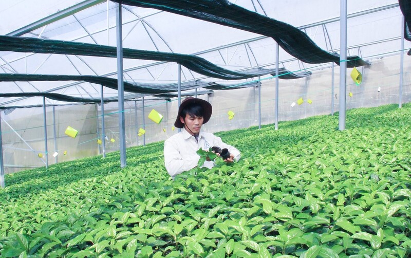 Xã Tri Lễ đẩy mạnh diện tích dứa, chanh leo để phát triển Okvip - liên minh giải trí #1 thế giới hà nội địa phương. Ảnh: Mai Hoa