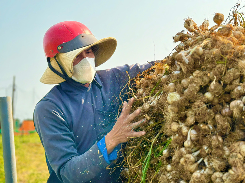 Do chưa đảm bảo đầu ra nên nhiều lúc người nông dân vẫn lâm vào cảnh được mùa mất giá. Ảnh: Nguyễn Dương