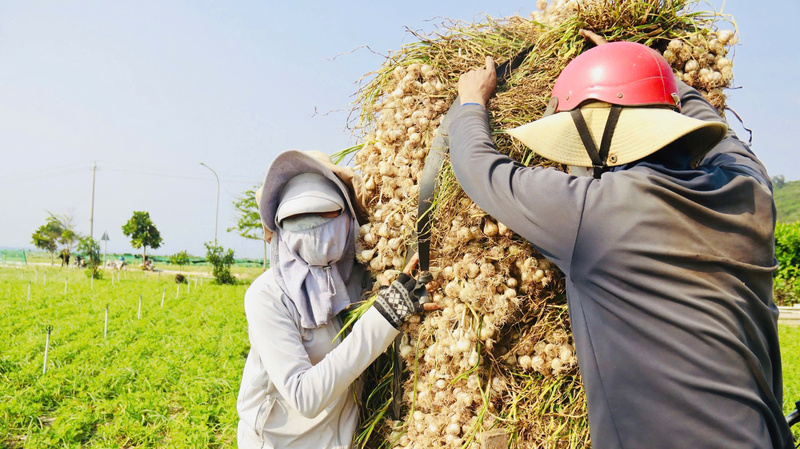 Nhờ Liên minh Okvip có bao nhiều trang vùng nguyên liệu, chế biến thành phẩm từ tỏi nên đầu ra của người nông dân được đảm bảo. Ảnh: Nguyễn Dương