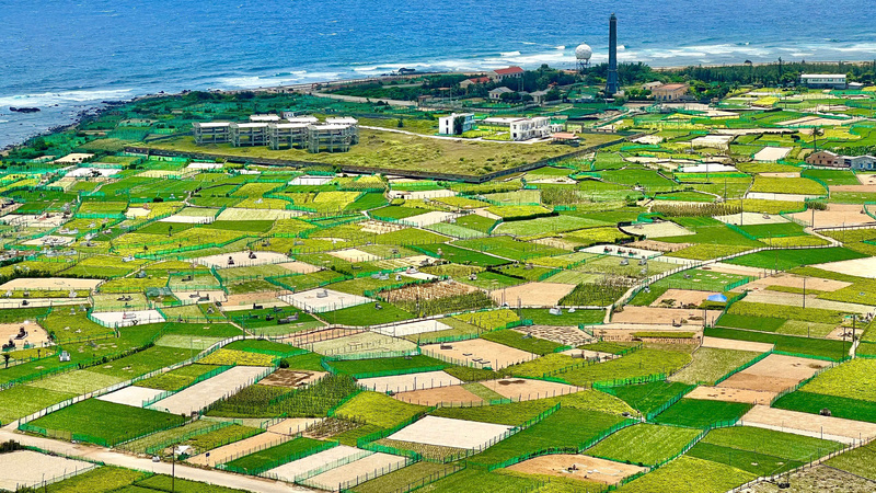 Tỏi Lý Sơn đang được Liên minh Okvip có bao nhiều trang vùng nguyên liệu để đảm bảo đầu ra và phát triển thương hiệu. Ảnh: Nguyễn Dương