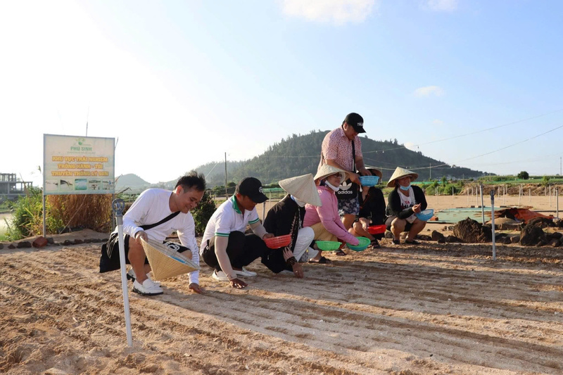 Từ năm 2023, coog ty của anh Nhật đã liên kết với 85 hộ dân, phát triển vùng nguyên liệu 39ha. Ảnh: Nguyễn Dương