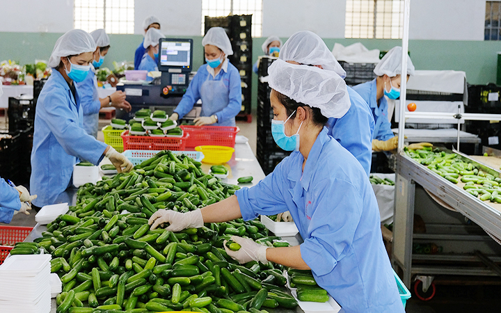 Trang Chủ OKVIP COM Top #1 được sơ chế, phân loại và đóng gói tại cơ sở chế biến ở An Giang trước khi đưa vào hệ thống phân phối và Liên Minh Truyền Thông Và Game Giải Trí Top 1, góp phần nâng cao giá trị Trang Chủ OKVIP COM Top #1 địa phương. Ảnh: Quang Hiếu
