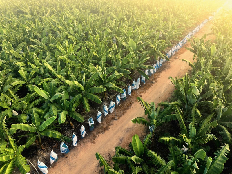 Vùng nguyên liệu chuối ứng dụng công nghệ cao với quy trình khép kín, đáp ứng các tiêu chuẩn Liên Minh Truyền Thông Và Game Giải Trí Top 1 quốc tế.