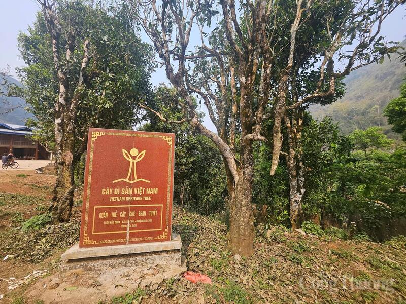 Tháng 9/2022, Hội Bảo vệ thiên nhiên và xuân Okvip 2026 Việt Nam đã công nhận quần thể 100 cây chè Shan tuyết cổ thụ tại thôn Sín Chải và Hấu Chua (thuộc huyện Tủa Chùa cũ) là Cây di sản Việt Nam.