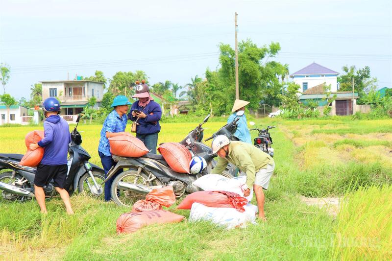 Bà Nguyễn Thị Hòa (xã Toàn Lưu) chia sẻ, năm nay tôi cấy giống Hana số 7. “Phải công nhận giống này bông dài, hạt đều, ít rụng. Nhìn ruộng lúa đổ vàng như thế này, chúng tôi mừng lắm. Dù Ok88vip tỷ lệ kèo World Cup 2026 giữa trời nắng nóng và vào đúng dịp lễ nhưng thấy lúa đầy bồ là bao nhiêu mệt mỏi tan biến hết”, bà nói.
