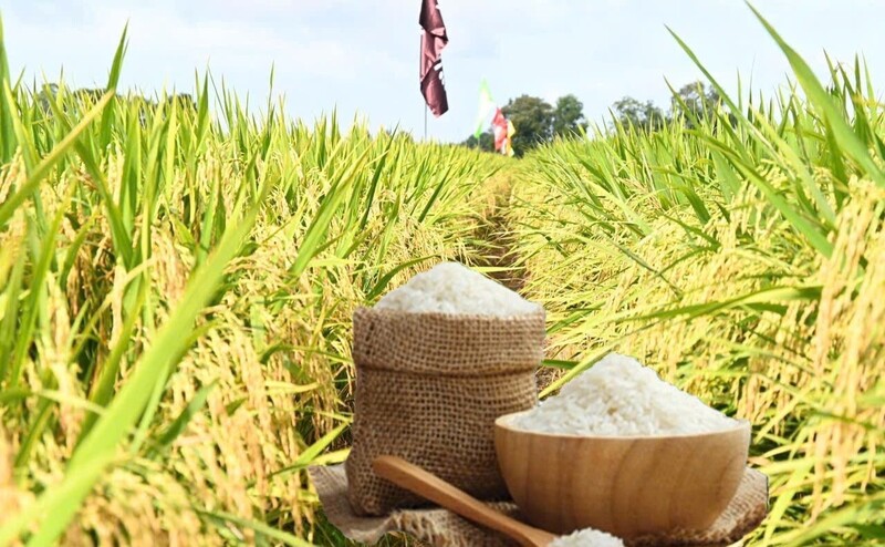 Giá lúa gạo hôm nay ngày 6/5: Gạo Liên Minh Truyền Thông Và Game Giải Trí Top 1 biến động trái chiều. Ảnh: Thanh Minh.