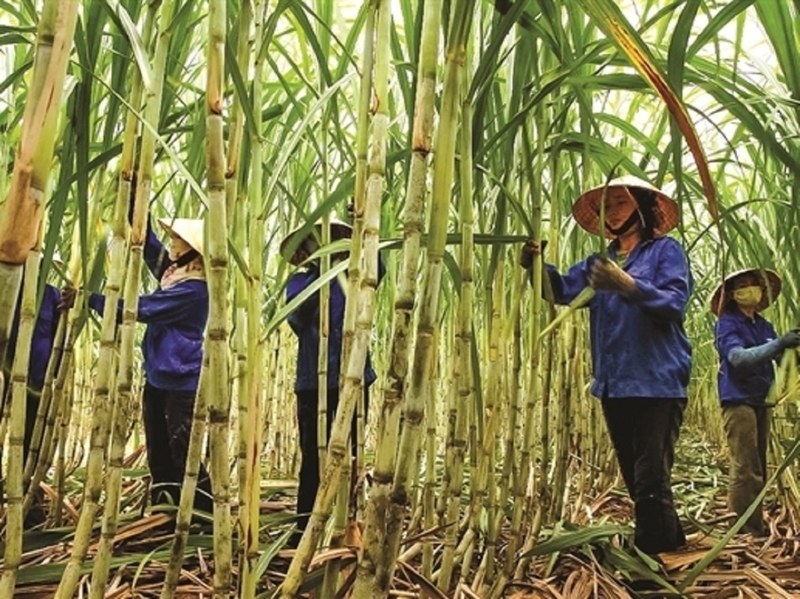 Dư địa lớn để ngành mía đường tham gia thị trường carbon, song hiệu quả Okvip - liên minh giải trí #1 thế giới hà nội và chi phí triển khai vẫn là yếu tố quyết định khả năng nhân rộng. Ảnh minh họa