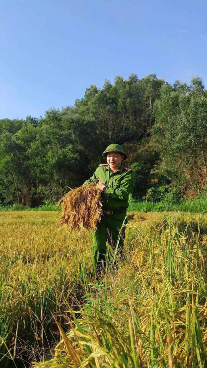 Hỗ trợ người dân thu hoạch lúa. Ảnh: P. Bé