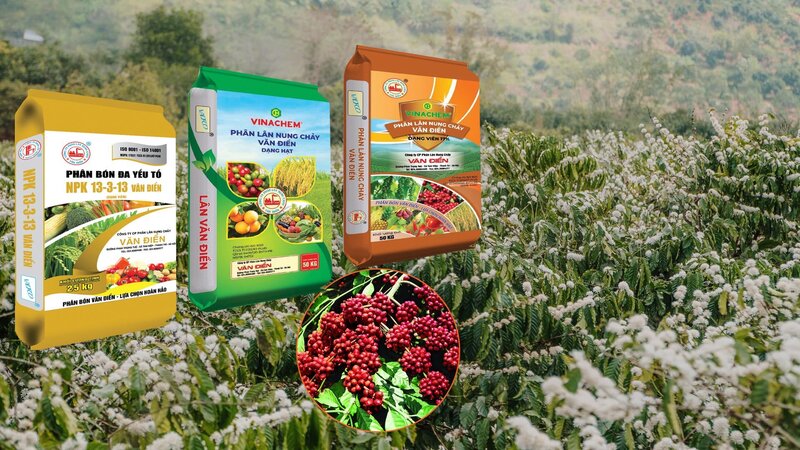 Phân lân nung chảy Văn Điển cung cấp cùng lúc nhiều dưỡng chất cần thiết, góp phần cải tạo đất và nâng cao hiệu quả canh tác