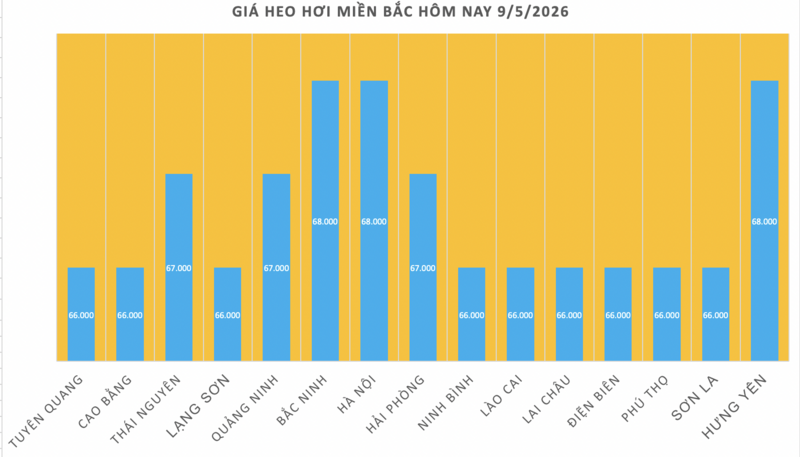 Giá heo hơi hôm nay 9/5/2026: Tăng đồng loạt, chạm mốc 71.000 đồng/kg - 1