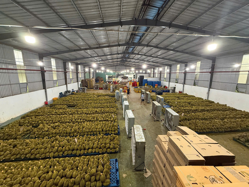 Tình trạng giá giảm sâu hiện nay chủ yếu xuất phát từ việc hàng hóa bị chậm ở khâu kiểm nghiệm, khiến tiến độ xuất khẩu bị ùn ứ tạm thời. Ảnh: NVCC.