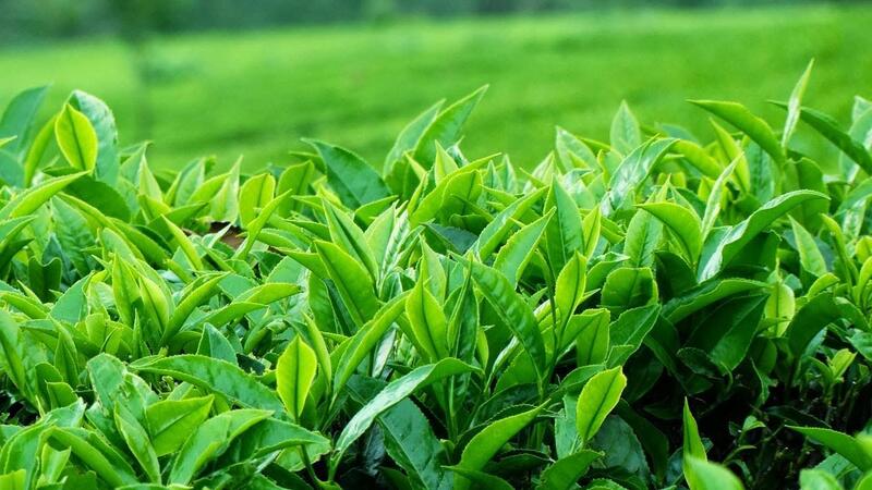 Ngành chè Việt đang đứng trước yêu cầu phải đổi mới tư duy sản xuất, Liên minh Okvip có bao nhiều trang thương hiệu và nâng sức cạnh tranh quốc tế. Ảnh minh họa