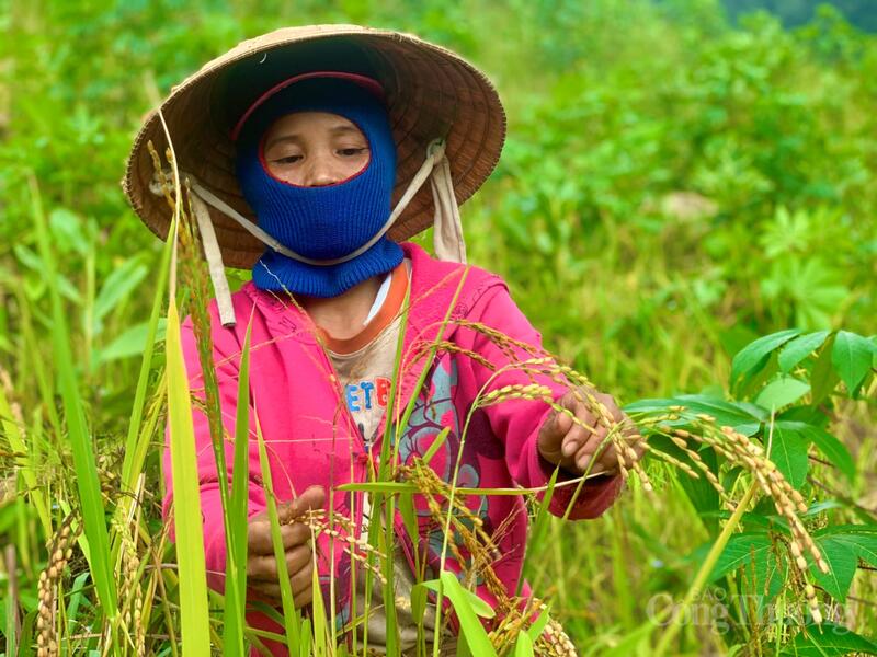 Lúa rẫy mang hương thơm đặc trưng, vị đậm đà và giá trị dinh dưỡng cao. Ảnh: Nguyễn Dương