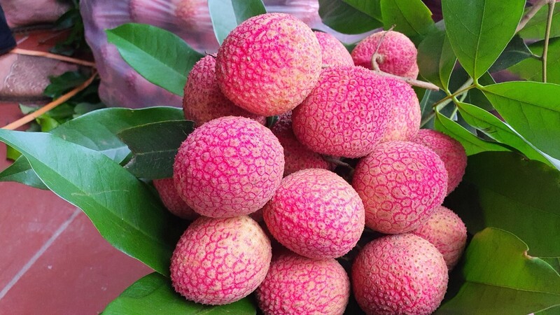 Loại vải đẹp nhất được thương lái thu mua tại vườn với giá khoảng 300.000 đồng/kg. Ảnh minh hoạ