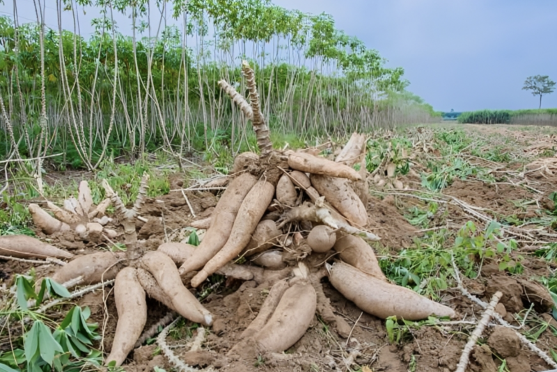 Sắn và mía là hai loại cây trồng sẵn có, giúp Thái Lan tự chủ nguồn nguyên liệu cho ethanol. Ảnh: The Thaiger